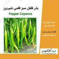 بذر فلفل سبز قلمی شیرین Pepper cayenne