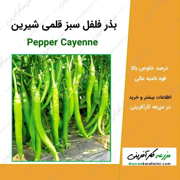 بذر فلفل سبز قلمی شیرین Pepper cayenne