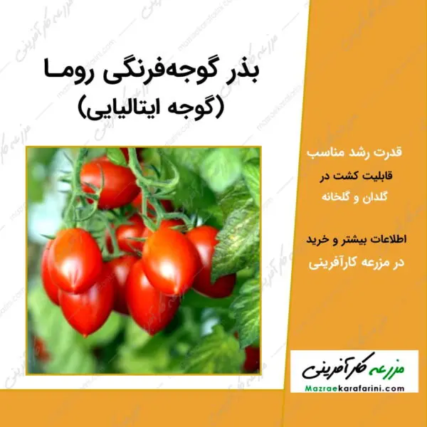 بذر گوجه فرنگی روما Roma Tomatoes مشهور به گوجه ایتالیایی