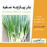 بذر پیازچه سفید scallion white libson