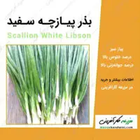 بذر پیازچه سفید scallion white libson