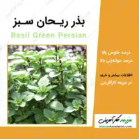 بذر ریحان سبز basil green Persian