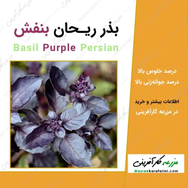 بذر ریحان بنفش basil purple Persian