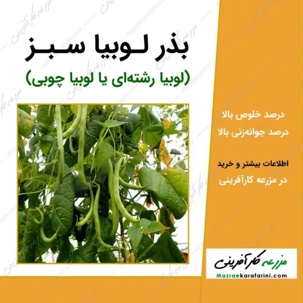 بذر لوبیا سبز یا لوبیا رشته ای یا لوبیا چوبی bean sunray