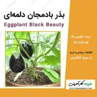 بذر بادمجان دلمه ای Eggplant Black Beauty