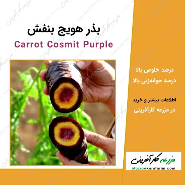 بذر هویج بنفش Carrot cosmit purple