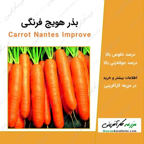 بذر هویج فرنگی Carrot Nantes Improve