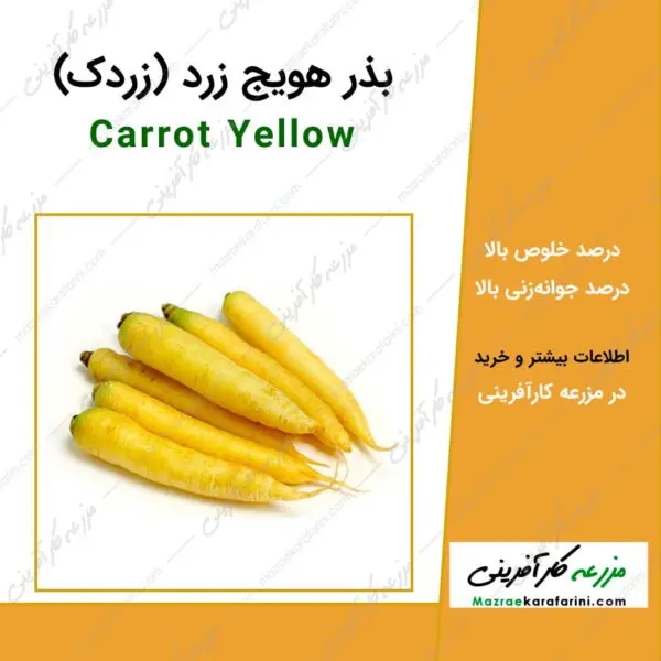 بذر هویج زرد یا زردک carrot yellow