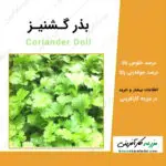 بذر گشنیز Coriander Doll