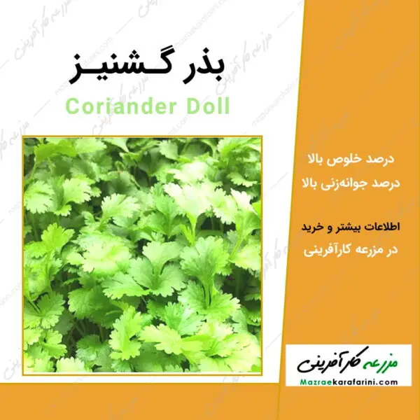 بذر گشنیز Coriander Doll