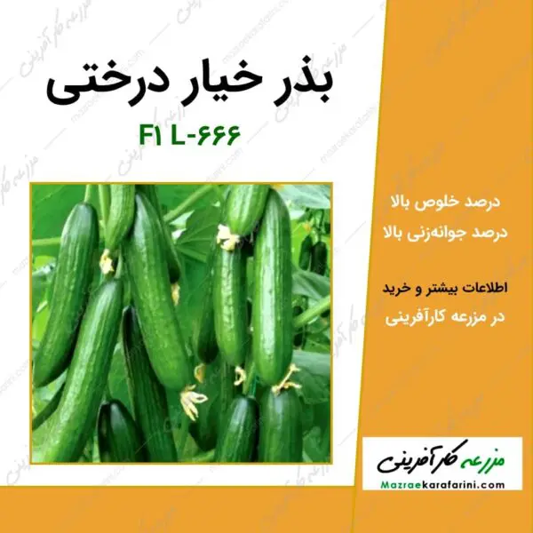 بذر خیار درختی F1 L-666