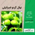 نهال درخت گردو اسرائیلی یا گردو اسراییلی