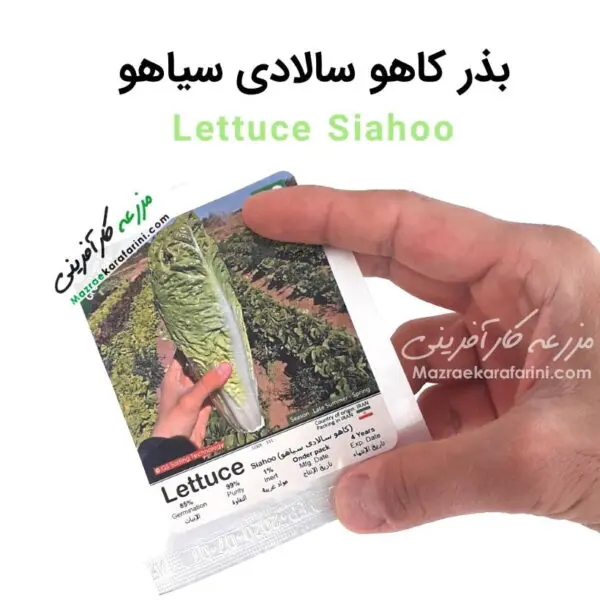 پاکت بسته بندی بذر کاهو سالادی سیاهو lettuce siahoo