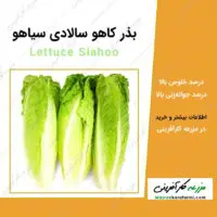 بذر کاهو سالادی سیاهو lettuce siahoo