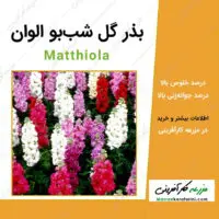 بذر گل شب بو الوان Matthiola