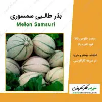 بذر طالبی سمسوری Melon Samsuri