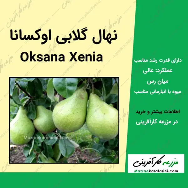 نهال درخت گلابی اوکسانا یا اوکسانا زنیا oksana xenia