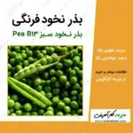 بذر نخود فرنگی یا نخود سبز Pea B13