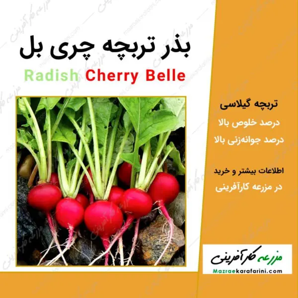 بذر تربچه چری بل Radish Cherry Belle یا تربچه قرمز گیلاسی