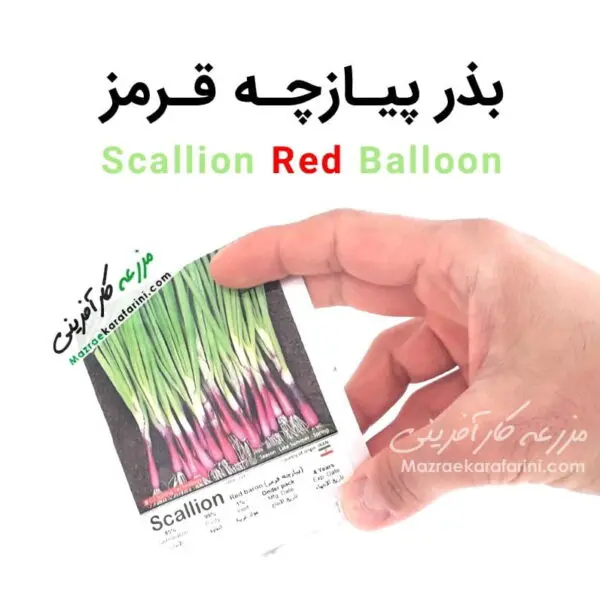 پاکت بسته بندی بذر پیازچه قرمز scallion red balloon