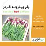 بذر پیازچه قرمز scallion red balloon