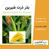 بذر ذرت شیرین sweet corn F1 chase