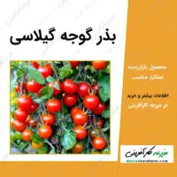 بذر گوجه چری یا گوجه گیلاسی