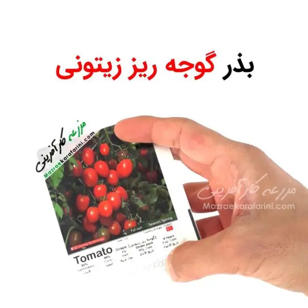 پاکت بذر بذر گوجه ریز زیتونی با نام علمی tomato grape