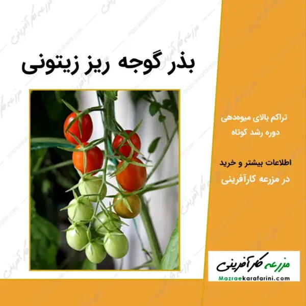 بذر گوجه ریز زیتونی با نام علمی tomato grape