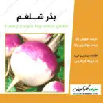 بذر شلغم Turnip purple top white globe