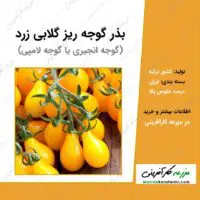 بذر کوجه ریز گلابی زرد یا گوجه انجیری یا گوجه لامپی