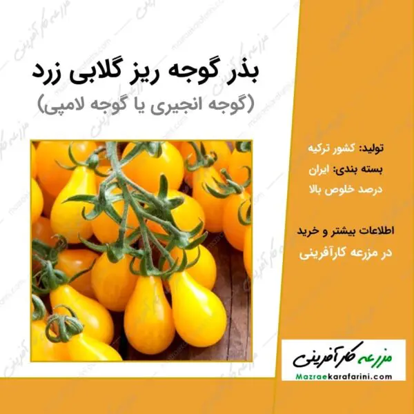 بذر کوجه ریز گلابی زرد یا گوجه انجیری یا گوجه لامپی