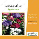 بذر گل ابری الوان Ageratum