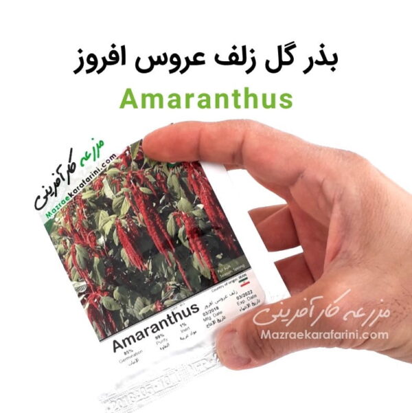 پاکت بذر گل زلف عروس افروز Amaranthus packed seeds