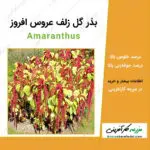 بذر گل زلف عروس افروز Amaranthus seeds