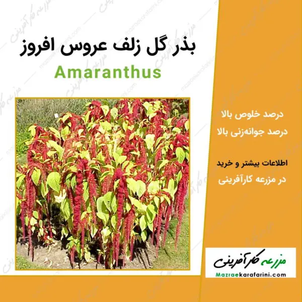 بذر گل زلف عروس افروز Amaranthus seeds