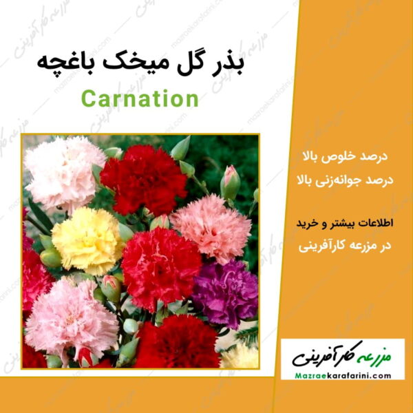 بذر گل میخک باغچه Carnation