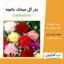 بذر گل میخک باغچه Carnation