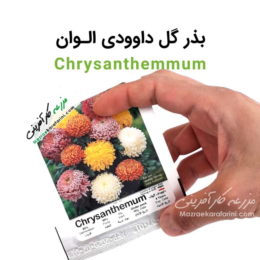 پاکت بسته بندی بذر گل داوودی الوان Chrysanthemmum packed seeds