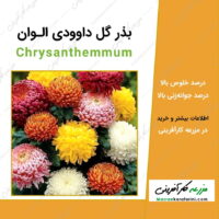 بذر گل داوودی الوان Chrysanthemmum