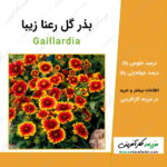 بذر گل رعنا زیبا Gaillardia seeds