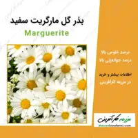 بذر گل مارگریت سفید garden marguerite seeds