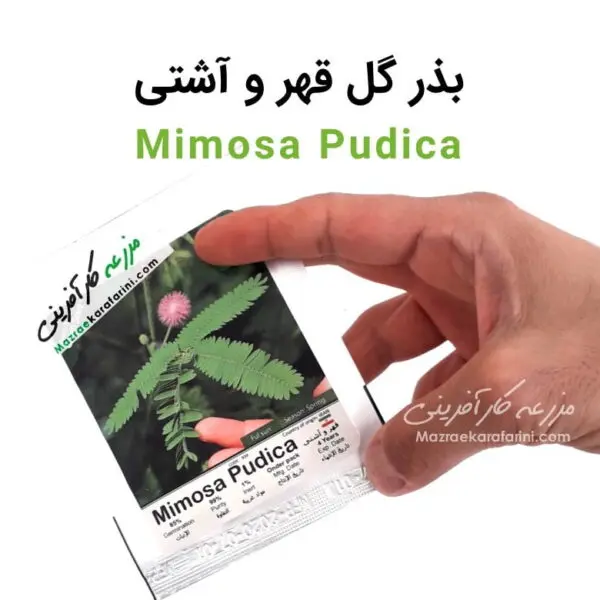 پاکت بذر گل قهر و اشتی Mimosa Pudica packed seeds