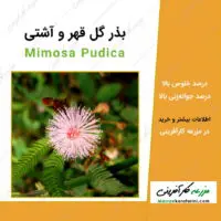 بذر گل قهر و آشتی Mimosa Pudica