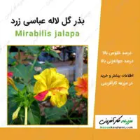 بذر گل لاله عباسی زرد yellow mirabilis jalapa seeds