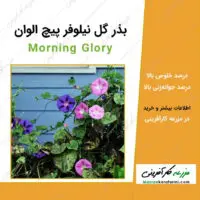 بذر گل نیلوفر پیج الوان Morning Glory