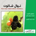 نهال شاتوت Morus nigra, called black mulberry or blackberry