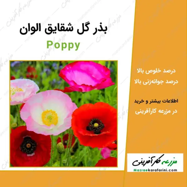 بذر گل شقایق الوان Poppy