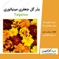 بذر گل جعفری مینیاتوری Tagetes seeds