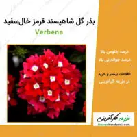 بذر گل شاهپسند قرمز خال سفید Verbena seeds